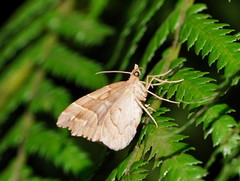 Chaetolopha leucophragma