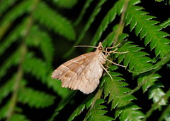 Chaetolopha leucophragma