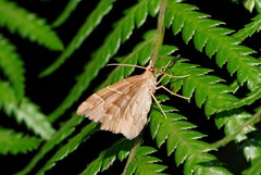 Chaetolopha leucophragma