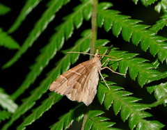 Chaetolopha leucophragma