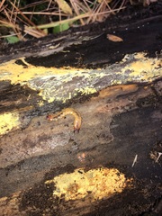 Schizotus cervicalis