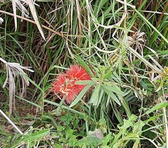 Melaleuca viminalis viminalis