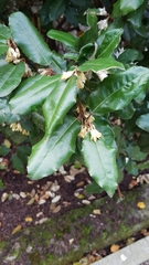 Elaeagnus macrophylla