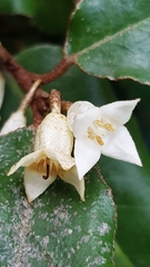 Elaeagnus macrophylla