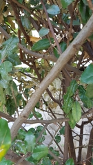 Elaeagnus macrophylla