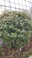 Elaeagnus macrophylla