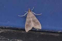 Mecyna asinalis