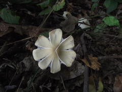 Fungi