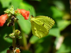 Abaeis xantochlora xantochlora