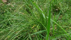 Carex longebrachiata