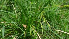 Carex longebrachiata