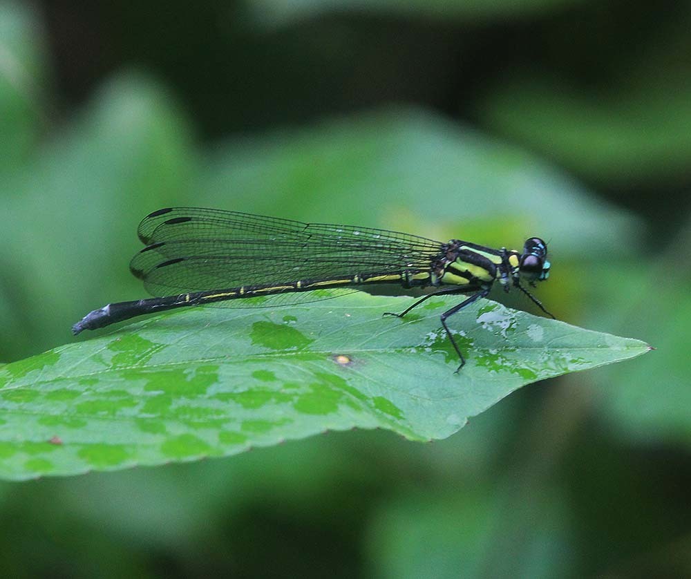 Anisopleura pelecyphora