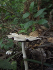 Fungi