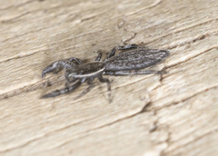 Holoplatys lhotskyi