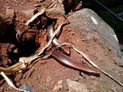 Chalcides coeruleopunctatus