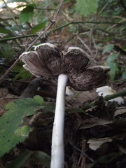Fungi