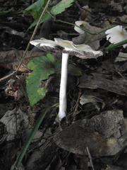 Fungi