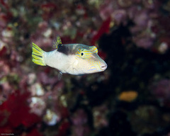 Canthigaster epilampra