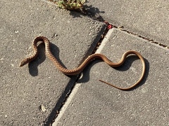 Dolichophis jugularis