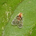 Saccharodite chrysonoe - Photo (c) Reiner Richter, some rights reserved (CC BY-NC-SA), uploaded by Reiner Richter