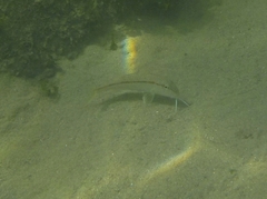 Mullus barbatus