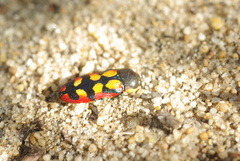 Castiarina pallidiventris