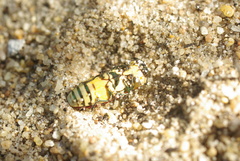 Castiarina pallidiventris