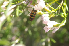 Castiarina pallidiventris
