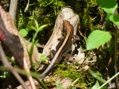 Pholidobolus vertebralis