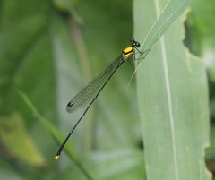 Coeliccia chromothorax