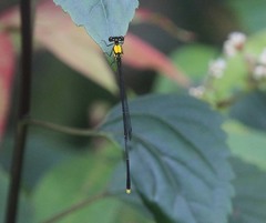 Coeliccia chromothorax