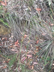 Ptilothrix deusta