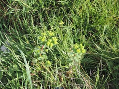 Diplotaxis catholica