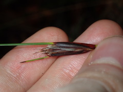 Ptilothrix deusta