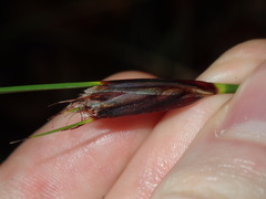 Ptilothrix deusta
