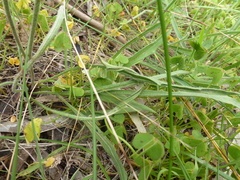 Plantago varia