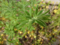 Gonocarpus elatus