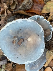Russula parazurea