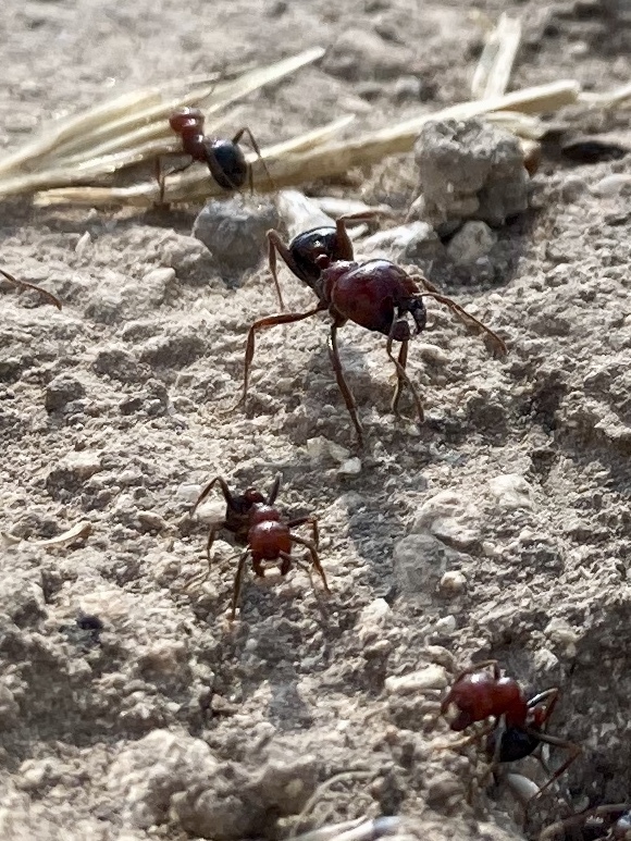 Messor hebraeus