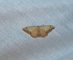 Idaea ostrinaria