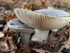 Russula parazurea