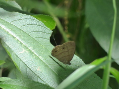 Hermeuptychia harmonia