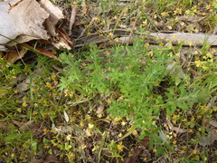 Gonocarpus elatus