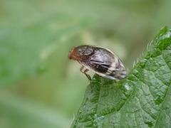 Depressa striatipennis