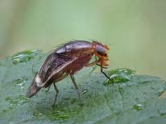 Depressa striatipennis