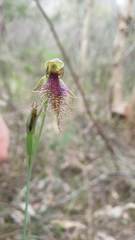 Calochilus robertsonii