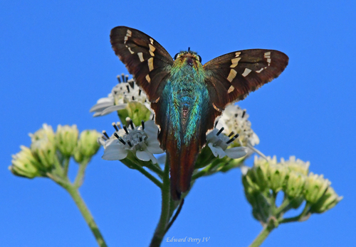 Long-tailed Skipper, Bull Creek, Florida, USA, photo 10 of 10