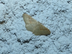 Idaea rubraria