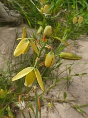 Albuca flaccida