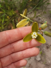 Albuca flaccida